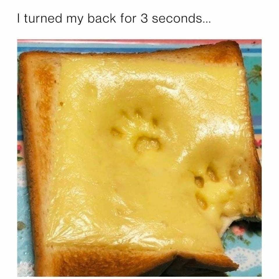 funny memes I turned my back for 3 seconds... cat paws on grilled cheese