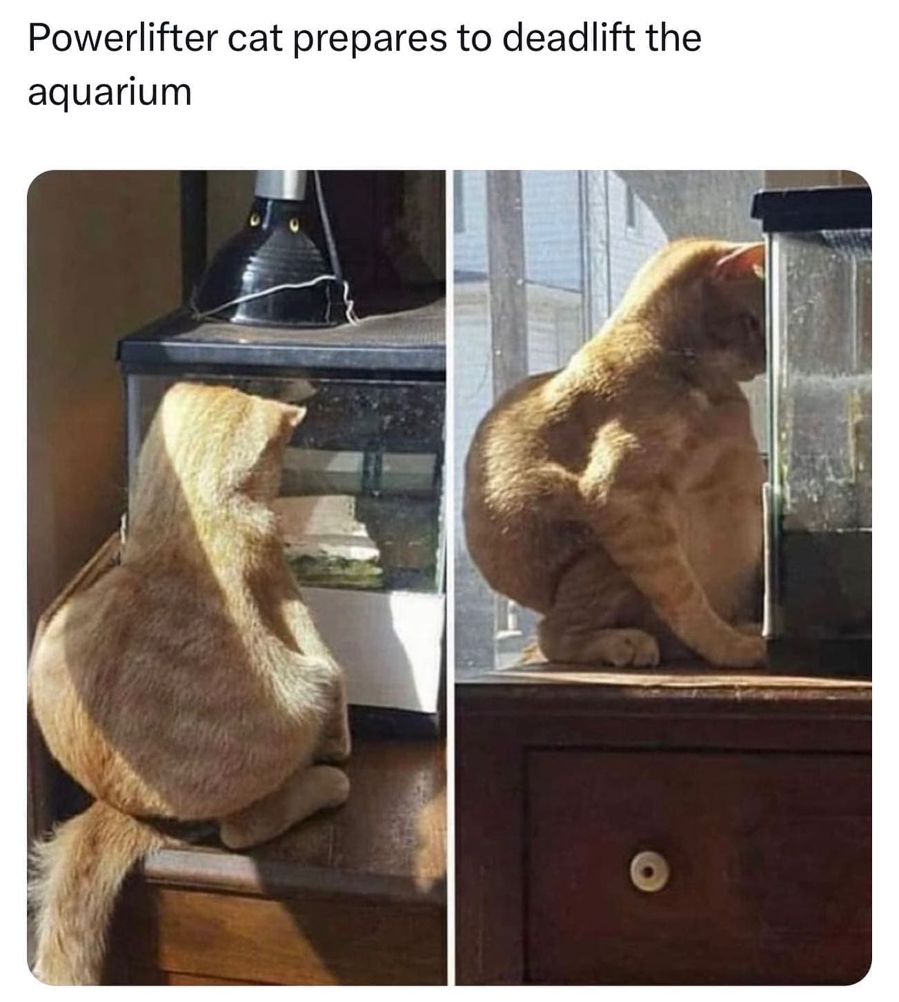 funny memes Powerlifter cat prepares to deadlift the aquarium