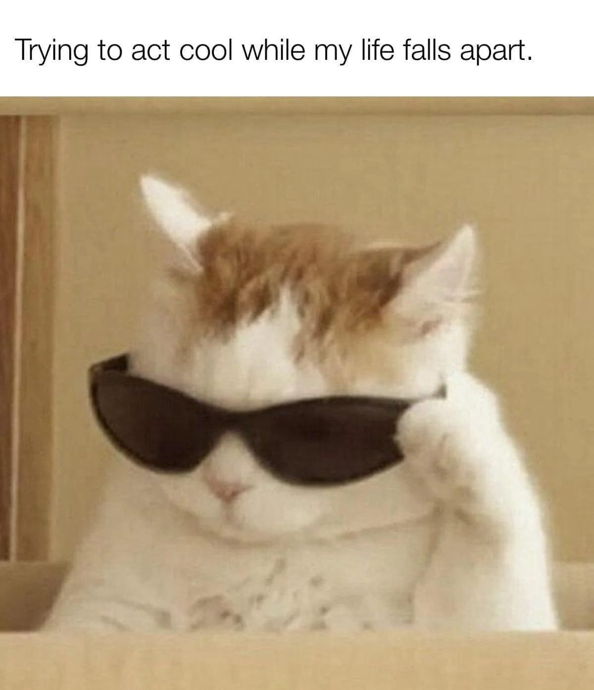 funny pics Trying to act cool while my life falls apart.