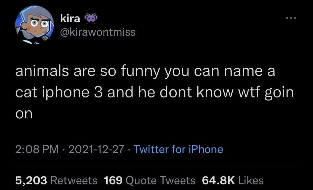 funny pics animals are so funny you can name a cat iphone 3 and he dont know goin on