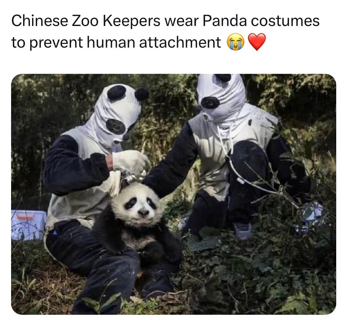 funny pics Chinese Zoo Keepers wear Panda costumes to prevent human attachment
