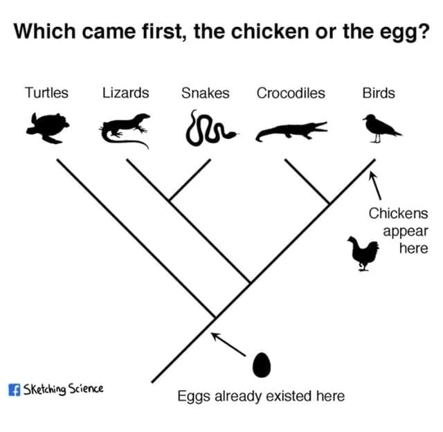 Science memes Which came first, the chicken or the egg? Turtles Lizards Snakes Crocodiles Birds Chickens appear here EF SKetching Science Eggs already existed here