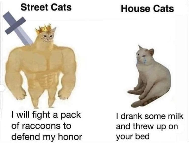 meme dump, hilarious memes