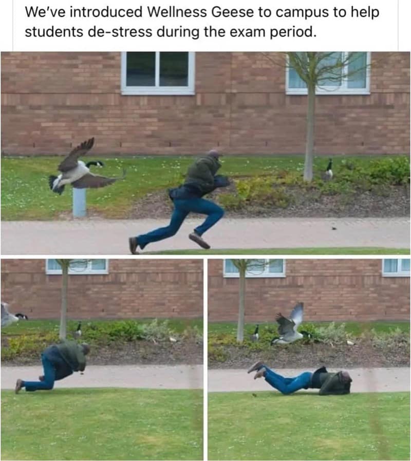 meme dump, hilarious memes