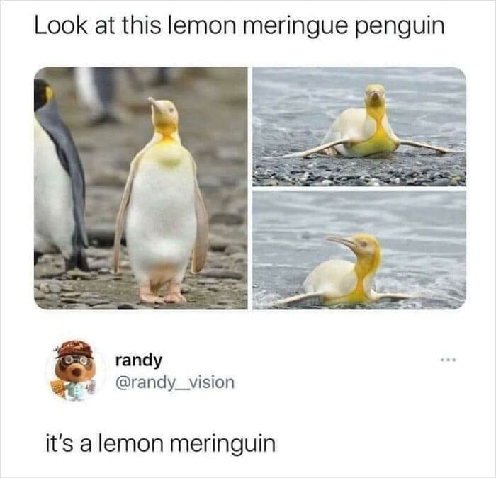 Look at this lemon meringue penguin it's a lemon meringuin