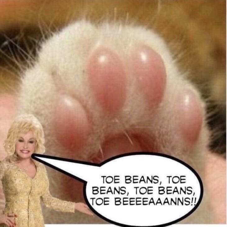 Puns Using Song Lyrics TOE BEANS, TOE BEANS, TOE BEANS, TOE BEEEEAAANNS!!