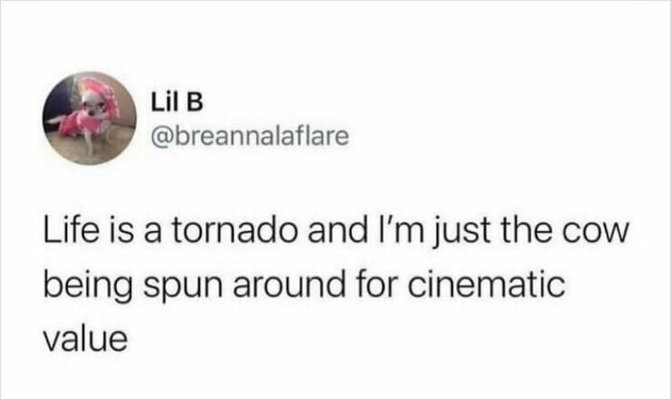 Serotonin memes Life is a tornado and I'm just the cow being spun around for cinematic value