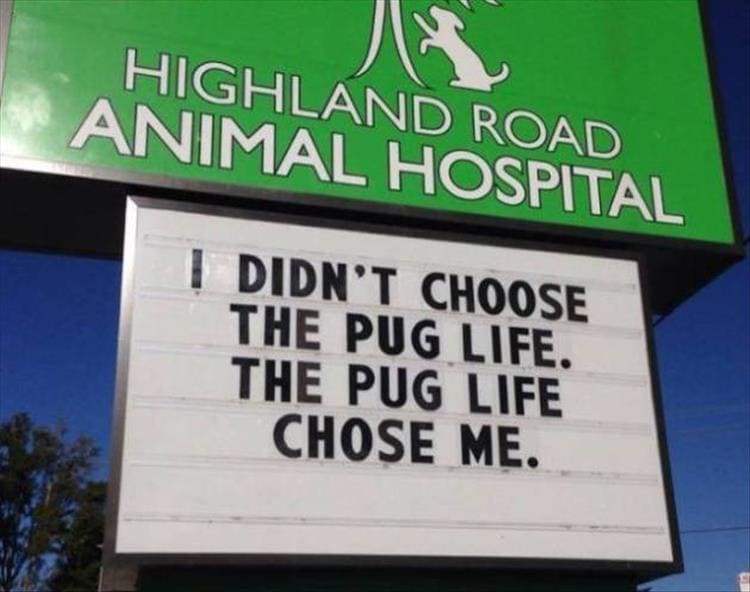 vet signs HIGHLAND ROAD ANIMAL HOSPITAL DIDN'T CHOOSE THE PUG LIFE. THE PUG LIFE CHOSE ME.
