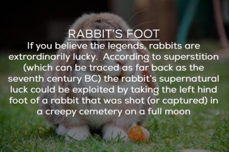 RABBIT'S FOOT If you believe the legends, rabbits are extrordinarily lucky. According to superstition (which can be traced as far back as the seventh century BC) the rabbit's supernatural luck could be exploited by taking the left hind foot of a rabbit that was shot (or captured) in a creepy cemetery on a full moon