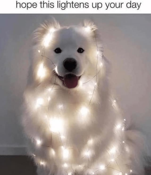 wholesome memes, heartwarming tales