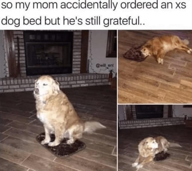 doggy memes, pup humor, canine comedy