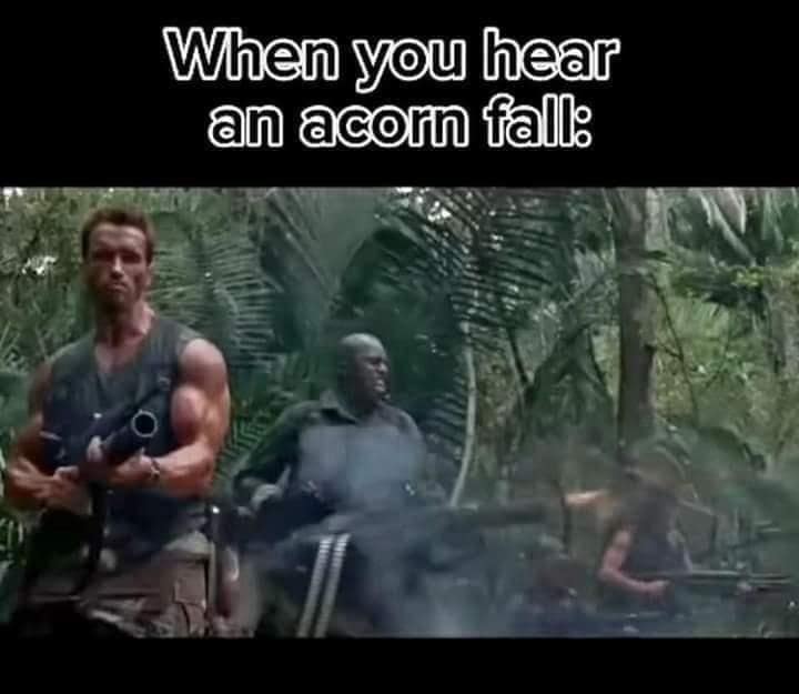 acorn cop memes, recent incident jokes, internet humor, current events memes, nutty police memes, humorous news gags, meme-worthy headlines