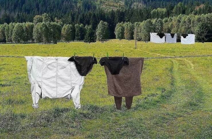 Aesthetically Pleasing Design cow laundry line