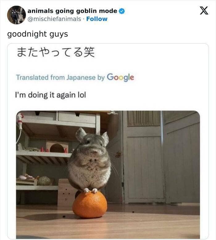 animal memes, funny animal pics, creature comedy, critter memes, wildlife humor