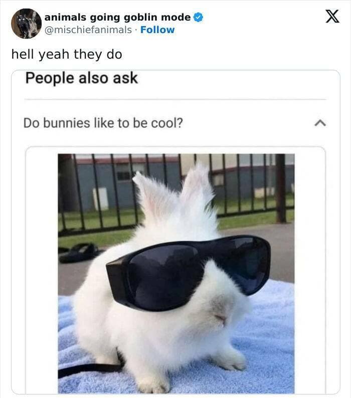 animal memes, funny animal pics, creature comedy, critter memes, wildlife humor