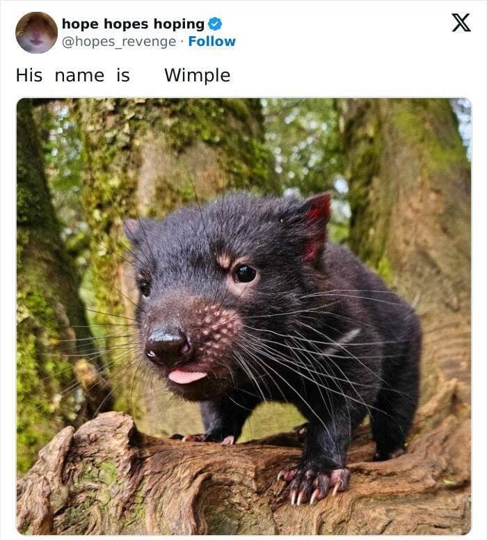 animal memes, funny animal pics, creature comedy, critter memes, wildlife humor