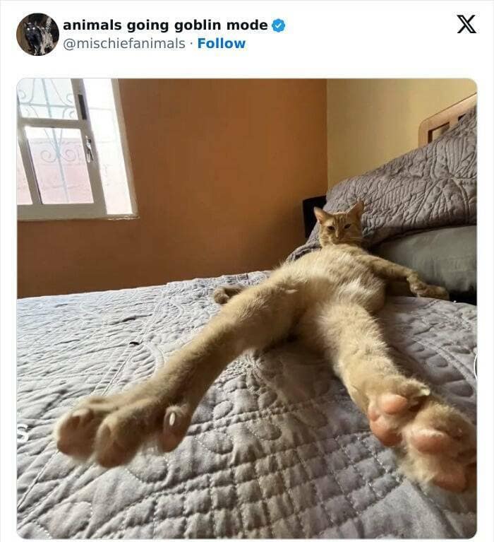 animal memes, funny animal pics, creature comedy, critter memes, wildlife humor