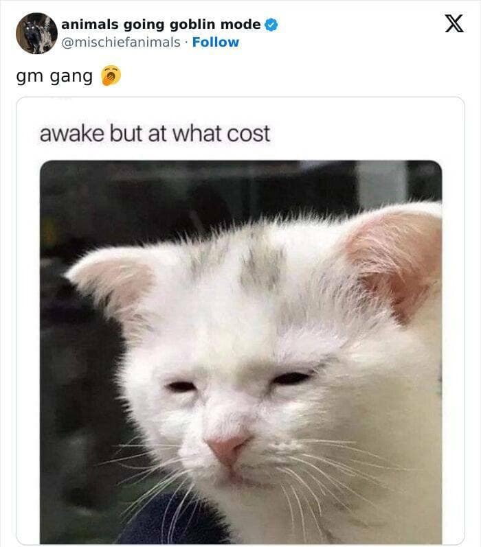 animal memes, funny animal pics, creature comedy, critter memes, wildlife humor