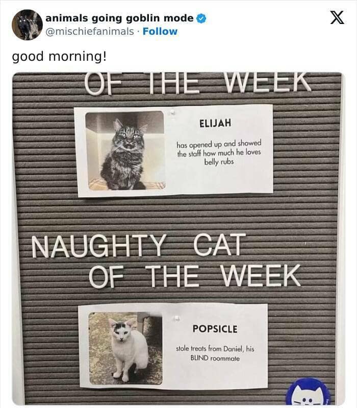 animal memes, funny animal pics, creature comedy, critter memes, wildlife humor