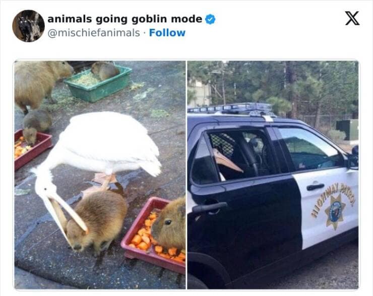 animal memes, funny animal pics, creature comedy, critter memes, wildlife humor