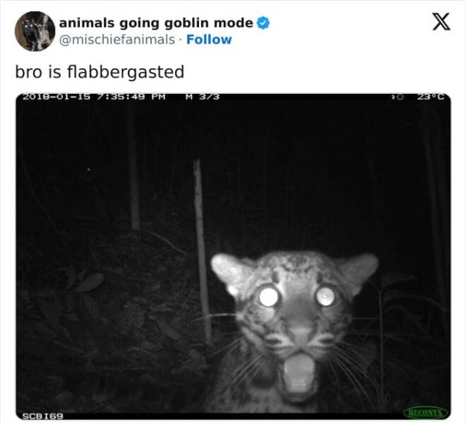 animal memes, funny animal pics, creature comedy, critter memes, wildlife humor