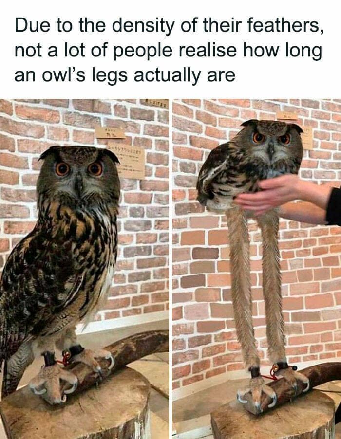 bird memes, birdwatcher memes, birb memes, bird jokes, avian humor, feathered memes, ornithological humor, bird-themed jokes