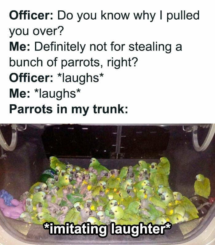 bird memes, birdwatcher memes, birb memes, bird jokes, avian humor, feathered memes, ornithological humor, bird-themed jokes