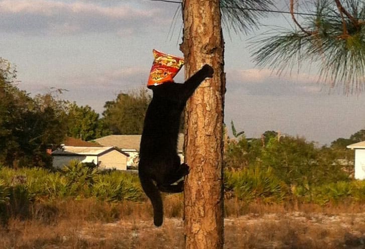 Cheeto Meme jaguar head in Cheeto bag