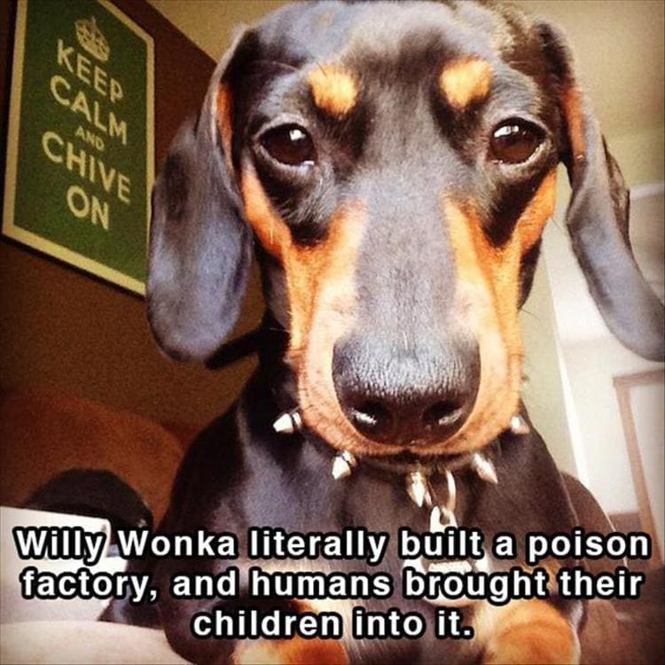Dog shower thoughts Willy Wonka literally built a poison factory, and humans brought their children into it.