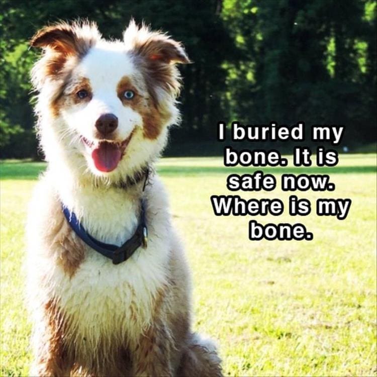 Dog shower thoughts I buried my bones It is safe now. Where is my bone.