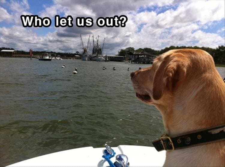 Dog shower thoughts Who let us out?