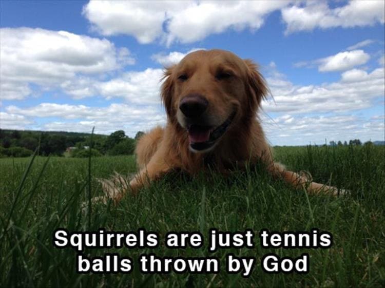 Dog shower thoughts Squirrels are just tennis balls thrown by God