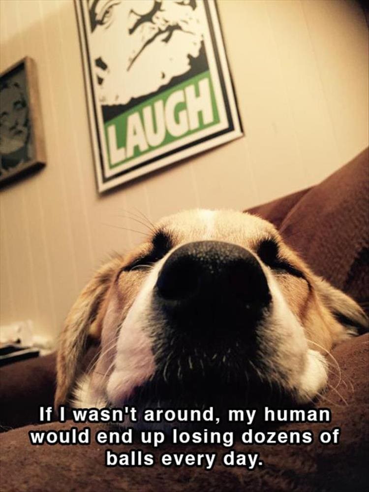 Dog shower thoughts LAUGH If I wasn't around, my human would end up losing dozens of balls every day.