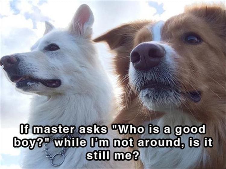 Dog shower thoughts If master asks "Who is a good boy?" while I'm not around, is it still me?