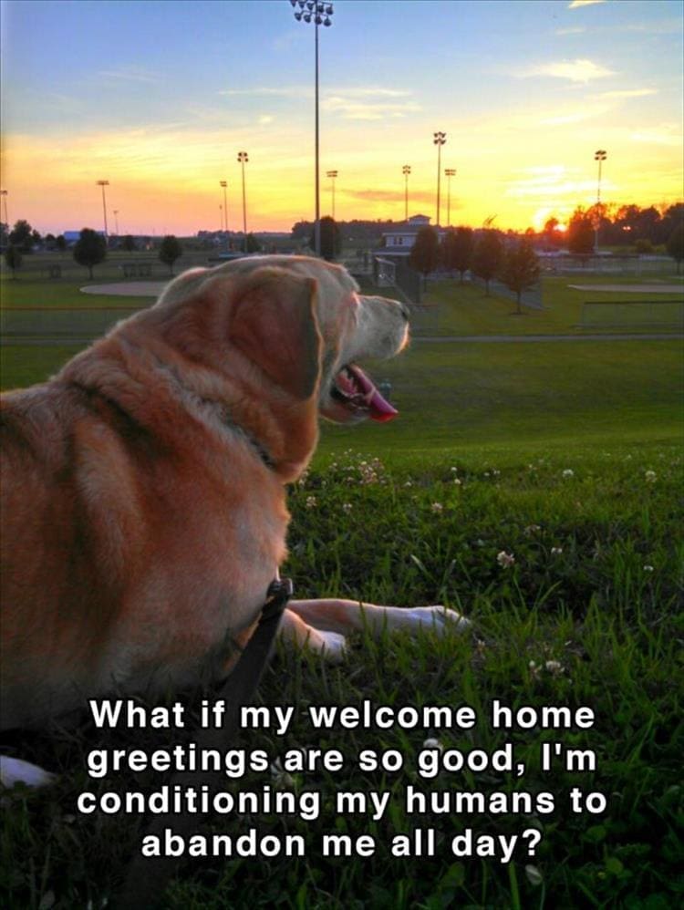 Dog shower thoughts What if my welcome home greetings are so good, I'm conditioning my humans to abandon me all day?