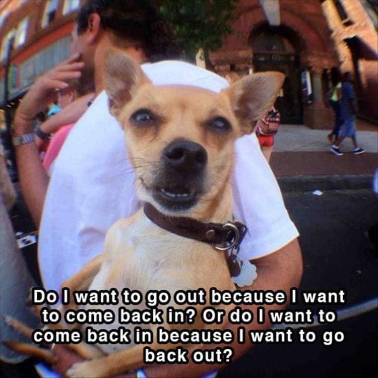 Dog shower thoughts Do I want to go out because I want to come back in? Or do i want to come back in because I want to go back out?