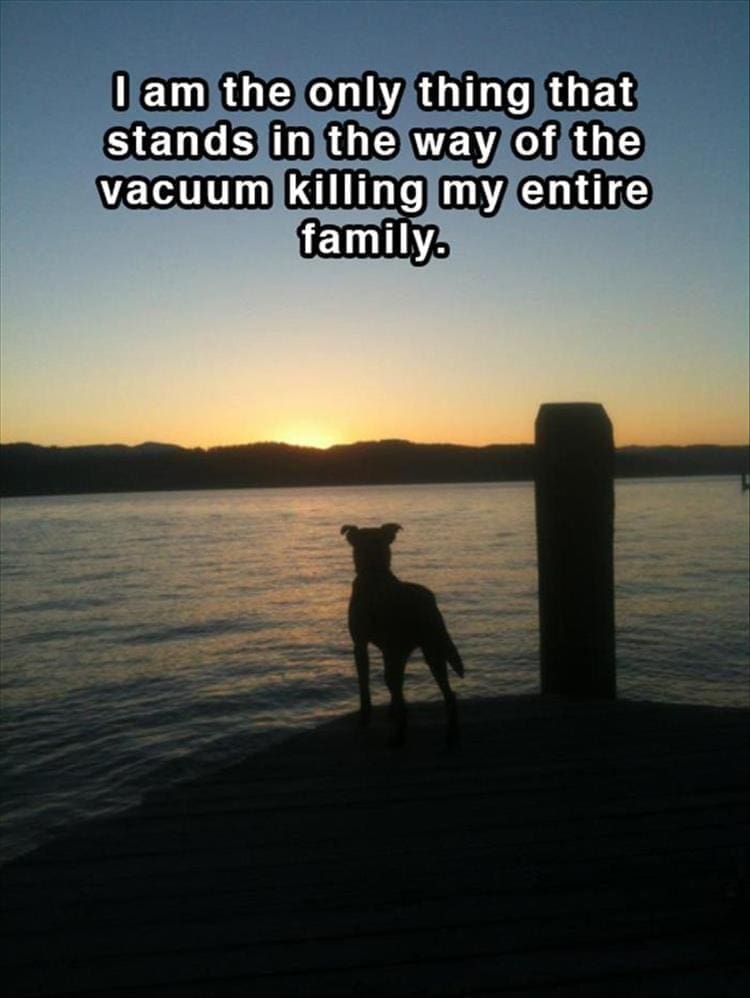 Dog shower thoughts I am the only thing that stands in the way of the vacuum killing my entire family.