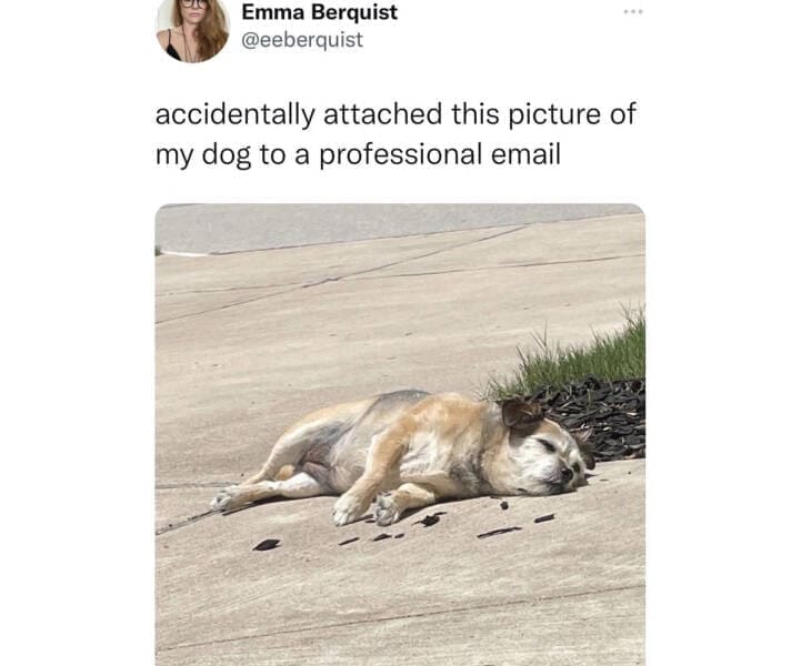 funny memes accidentally attached this picture of my dog to a professional email