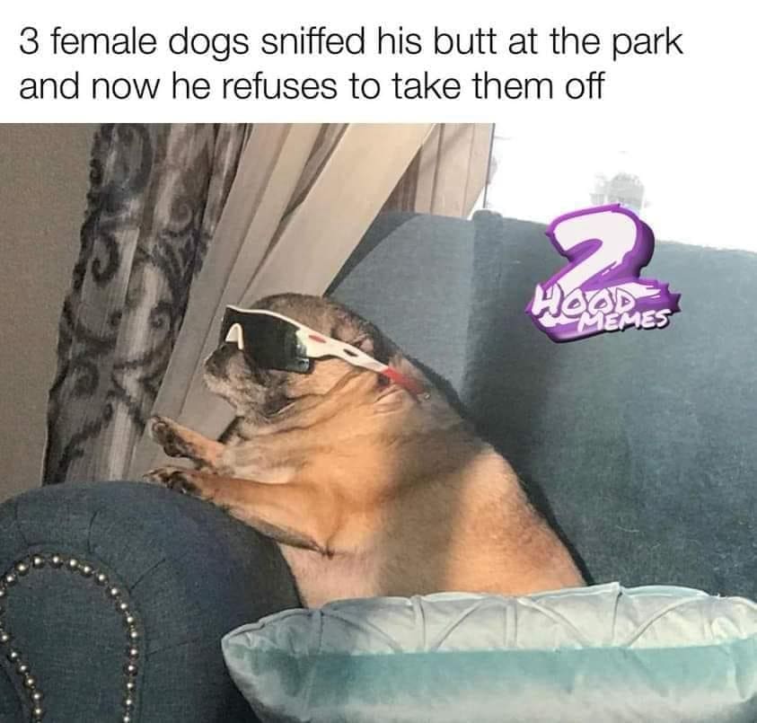 funny memes 3 female dogs sniffed his butt at the park and now he refuses to take them off