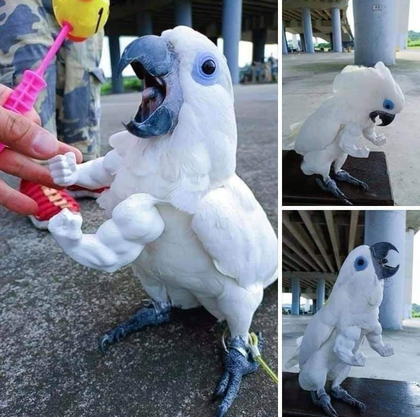 funny memes bird with muscular arms