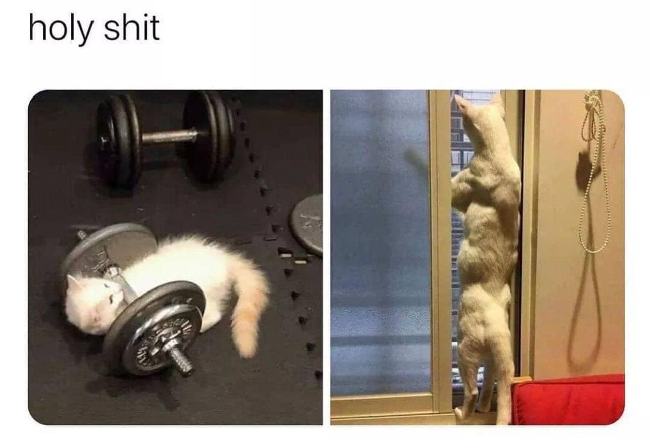 funny pics cat weightlifting