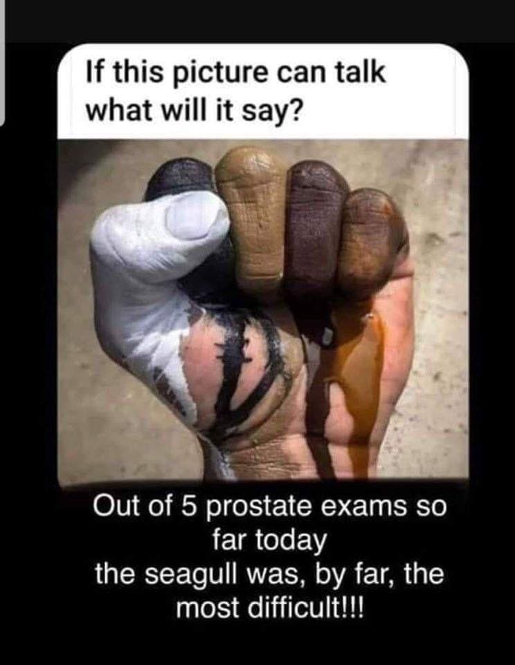 funny pics Out of 5 pro exams so far today the seagull was, by far, the most difficult!!!