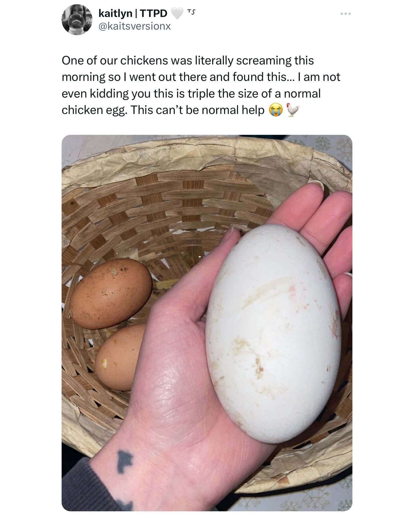 funny pics One of our chickens was literally screaming this morning so I went out there and found this... I am not even kidding you this is triple the size of a normal chicken egg. This can't be normal help