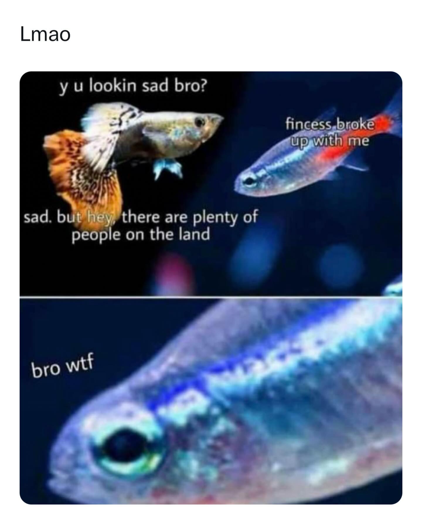 Lmao y u lookin sad bro? sad. but hey there are plenty of people on the land bro wtf