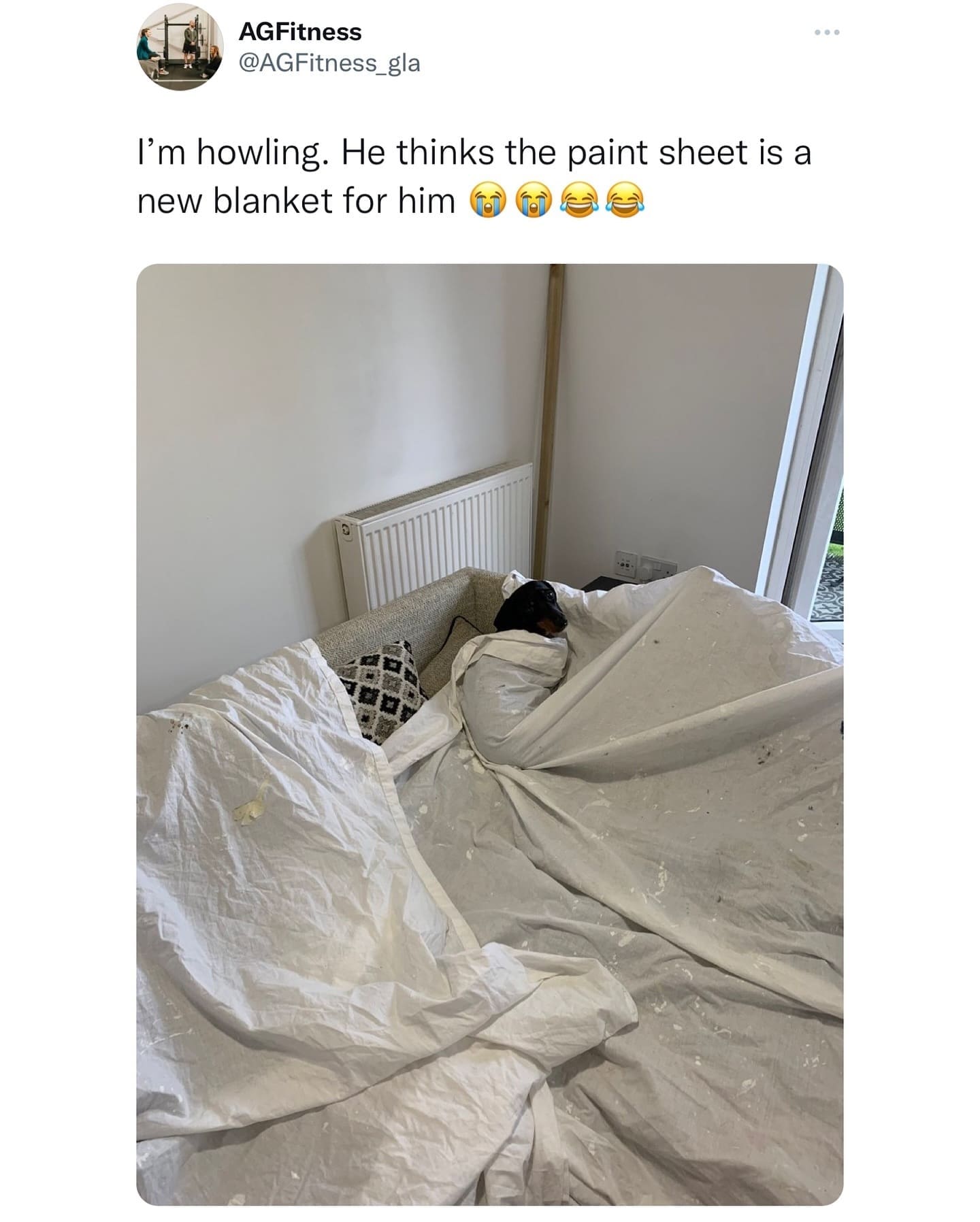 I'm howling. He thinks the paint sheet is a new blanket for him