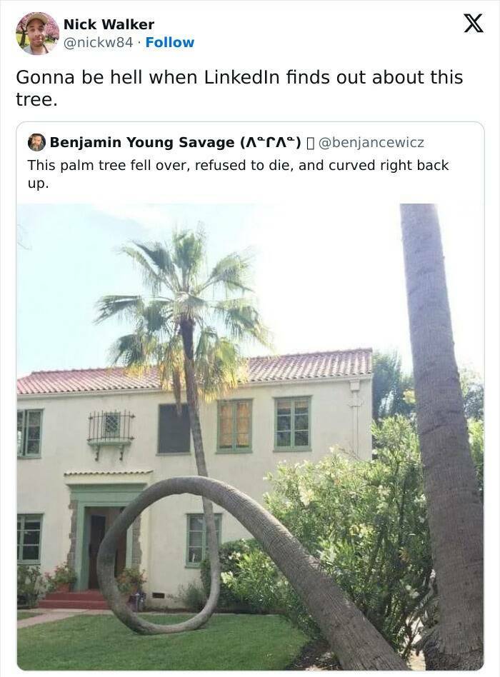 Gonna be hell when Linkedin finds out about this tree.