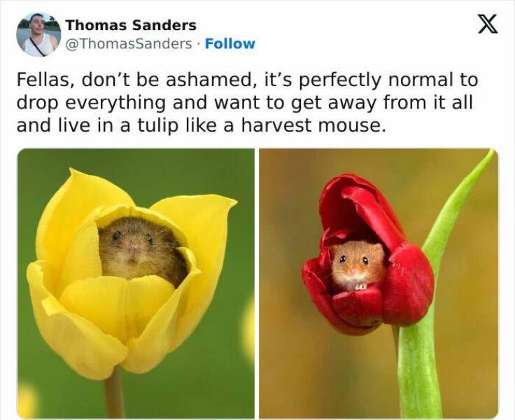 Fellas, don't be ashamed, it's perfectly normal to drop everything and want to get away from it all and live in a tulip like a harvest mouse.