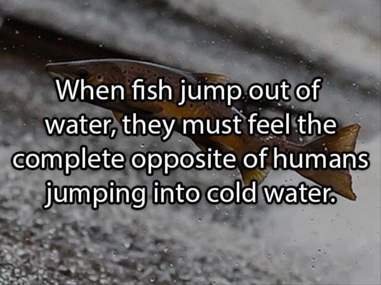 Reddit Shower Thoughts When fish jump out of water, they must feel the complete opposite of humans jumping into cold water.