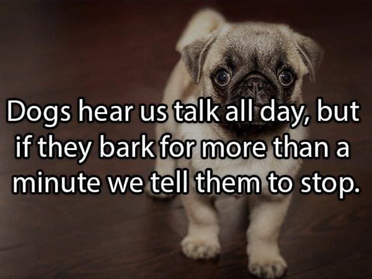 Reddit Shower Thoughts Dogs hear us talk all day, but if they bark for more than a minute we tell them to stop.