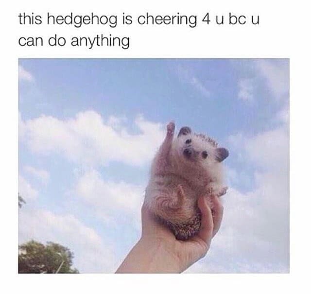 Self Care Memes this hedgehog is cheering 4 u bc u can do anything
